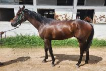 ����Ʈ������ (BEST WARRIOR) ����