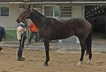 è�Ǿ��ʵ� (CHAMPIONS FIELD) ����