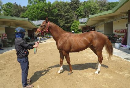 ���̾���Ʈ ����