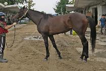 �ۼ���Ʈ���� (ABSOLUTE MYEONGJAK) ����