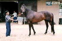 ��ŵ� (NOMAD) ����