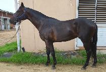 ������� (DAEJI DAEBONG) ����