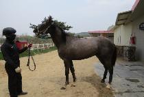 ����õ�� (NURI CHEONWANG) ����