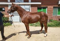 ����Ʈ����Ĺ (WORLD TRIPLE CAT) ����