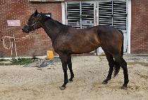 ���弱��Ĺ (WORLD THUNDER CAT) ����