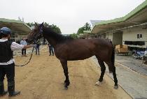 ��Ʈ�պ��� (STRONG BOSS) ����