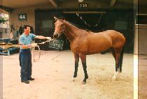 ������ (SAE BEUK BIT) ����