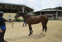 ���׺� (DAEHANG BIMA) ����