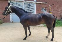 �����ټ� (HIGH TENSION) ����