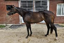 �������Ĺ (WORLD BERNIE CAT) ����