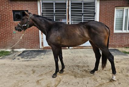 �������Ĺ ����