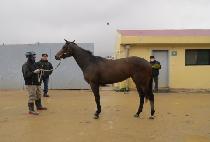 ����Ƽ�ƹ� (MIGHTY AMI) ����