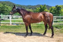 ����ĳ�� (DOCTOR CASTLE) ����