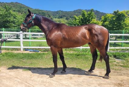 ����ĳ�� ����