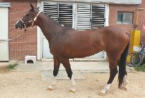 �۷θ������� (GLORY SUNSHINE) ����