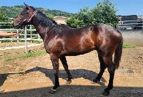 �������� (I CAME) ����