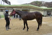 �긮��Ʈ���� (BREEDO TROPHY) ����