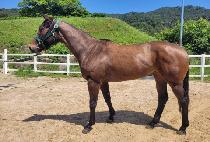 ������� (DIXIE WINNER) ����