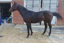 ����Ʈ������ (PERFECT RISE) ����