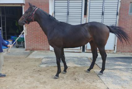 ����Ʈ������ ����