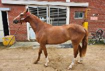 ������� (QUEEN THE GOLD) ����