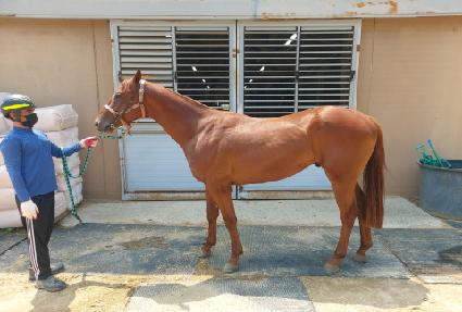 �÷������� ����