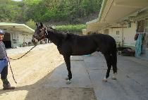 ĭ�ƽ� (KHAN MAX) ����