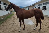 �ع��� (ANN BUNNY) ����