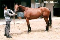 ����� (KYENG GONG SUL) ����