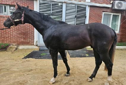 ������� ����