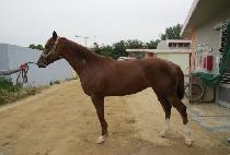 �ʿ���ǳ (CHOWON DOLPUNG) ����