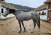 ������ (GALLOP QUEEN) ����