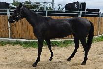 �����ʿ� (SEOGWI CHOWON) ����