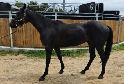 �����ʿ� ����