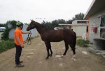 ĳ���� (CARROT MAN) ����