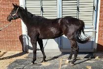 �������� (REAL WISH) ����