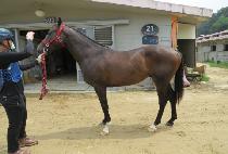 �ǵ� (TAPDINE) ����