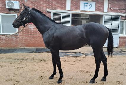 ��Ÿ������ ����