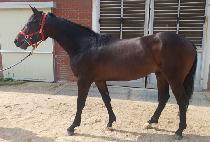 ��Ÿ��ƽ���� (FANTASTIC BLUE) ����