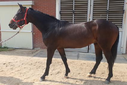 ��Ÿ��ƽ���� ����