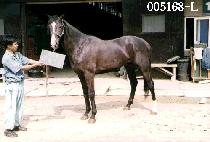 �ٶ��Ҹ� (BA RAM SO RI) ����