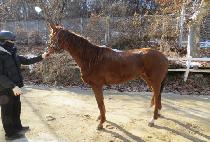 ���̿��ҳ�Ÿ (BIOSONATA) ����