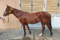 ����� (STORMING) ����