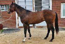 ��ī�̺��� (SKY BOY) ����