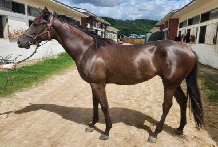 ������ ����