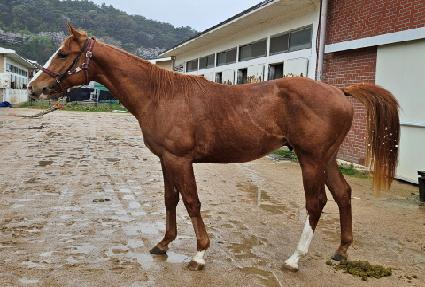 ����ī ����