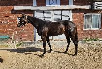 �Ƹ����ǰ� (ARIONUI GEOM) ����