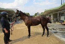 ������ǳ (GALSAEK DOLPUNG) ����