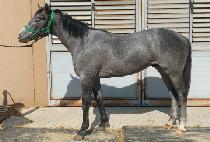 �鵶 (TOP DOG) ����