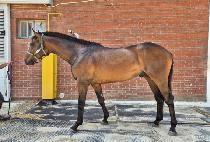 è��ŷ (CHAMP KING) ����